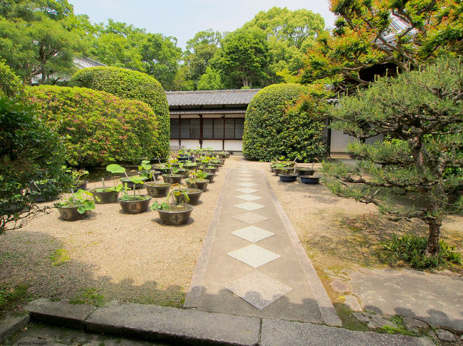 こちらは本坊入口。<br />左側に並ぶ鉢は蓮ですね。