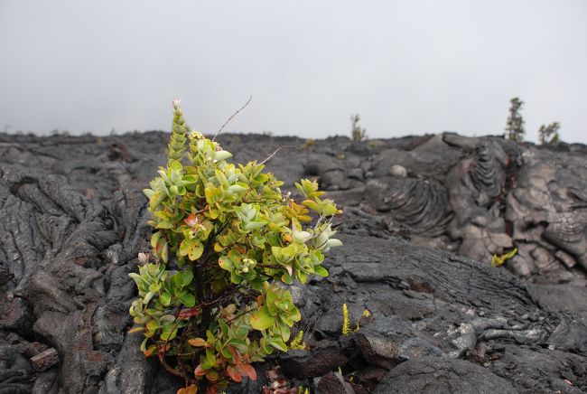 溶岩にも草が生えていて力強さを感じました