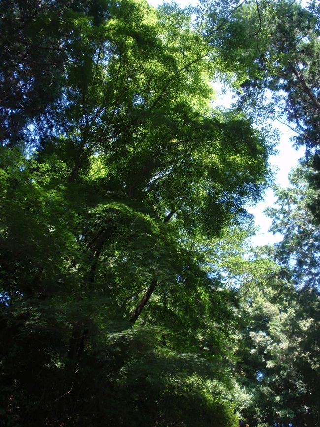 見上げると、カエデの新緑。