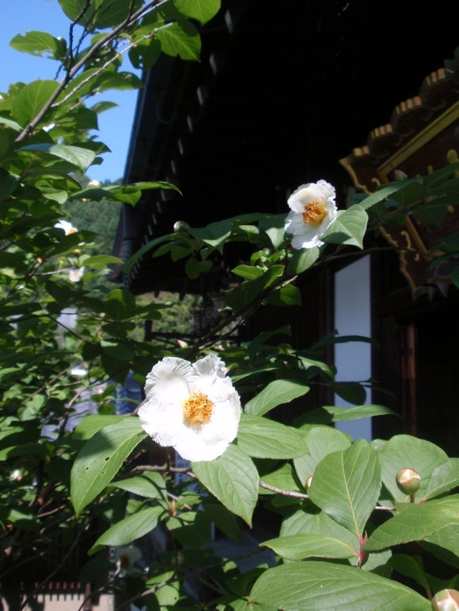 塔頭で咲いていた沙羅。<br /><br />調べるとどうやら沙羅≠夏椿、らしいです。<br />沙羅双樹は耐寒性がなく、日本では温室が必要とのことで<br />よく似ている夏椿がお寺などに植えられている、とありました。<br /><br />これはどう？<br />立札は沙羅双樹の沙羅です、と書いてあったけれど…？