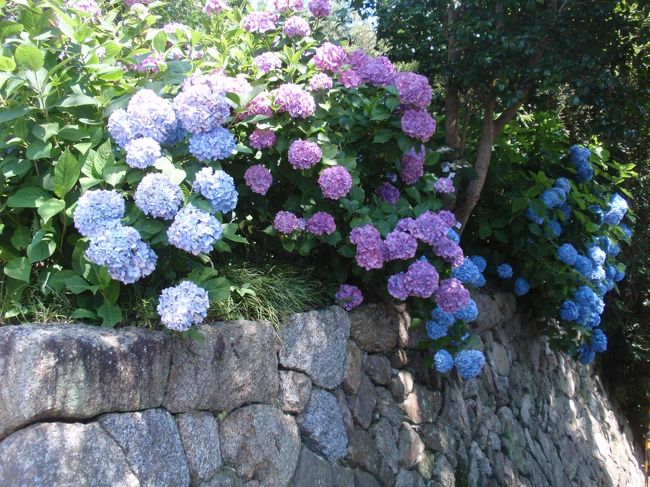 前回も撮影した、石垣と青いアジサイ。