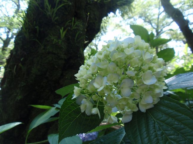 本堂を拝観後、あじさい庭園へ。