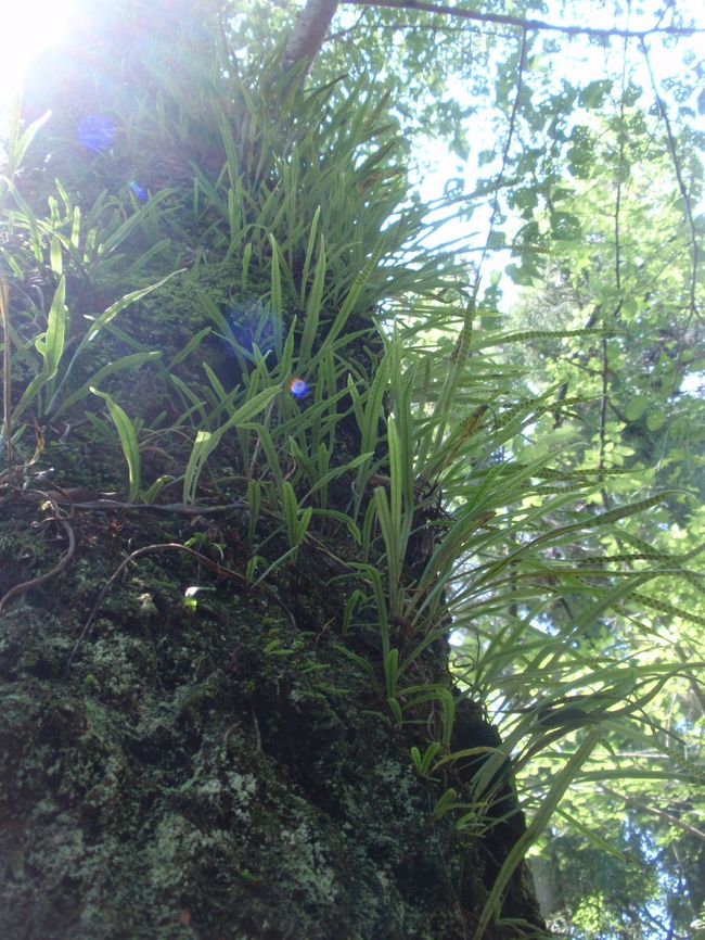 桜の古木に生える植物。<br />みずみずしくて、これもきれいでした。