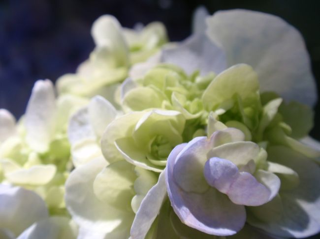 バラのようなアジサイ。