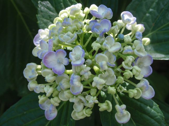 ウズアジサイ、その１。