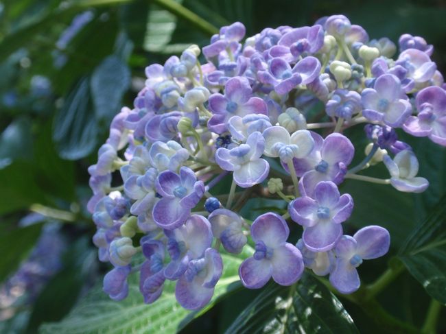 ウズアジサイ、その２。