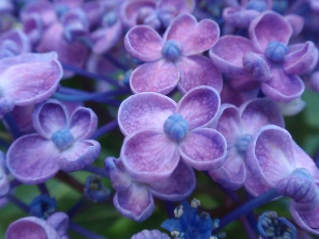 ウズアジサイ、その３。