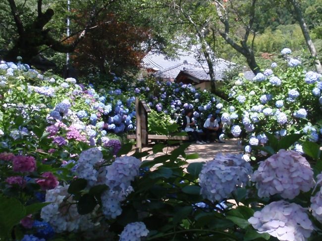 人の大きさと比較すると<br />アジサイの群落のボリュームがわかると思います。<br />これでもほんの一部。