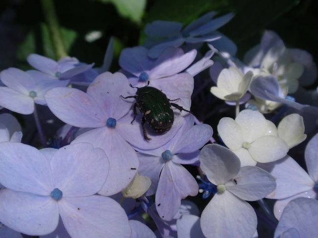 アジサイに見つけた生き物、４連発。<br />コアオハナムグリ。