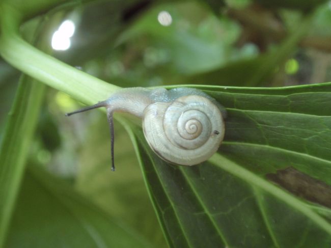 カタツムリ。