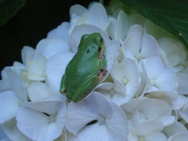 アマガエル。けろ。