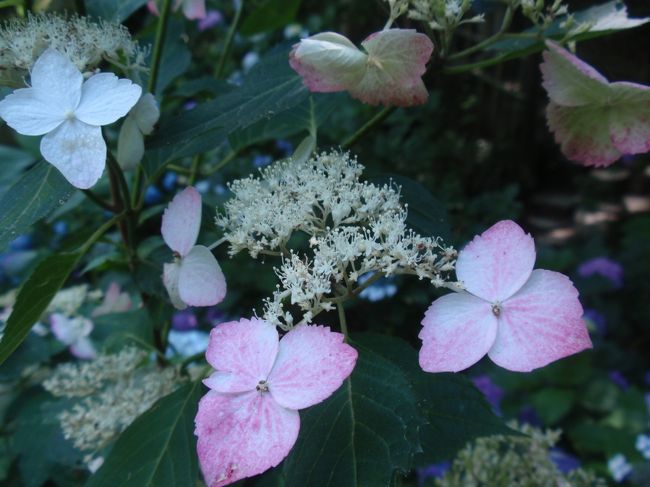 ほんのり紅いガクアジサイも<br />楚々としていてかわいい。