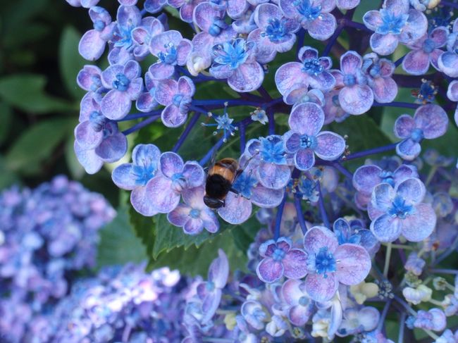 マルハナバチ。