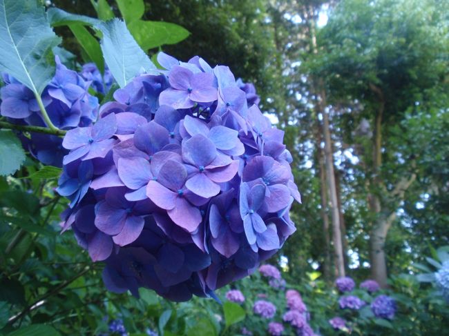 ブーケのような花々。