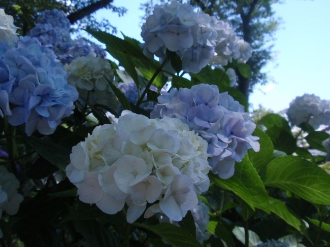 どうせ同じような図になるんだろうなあと<br />わかっていても…