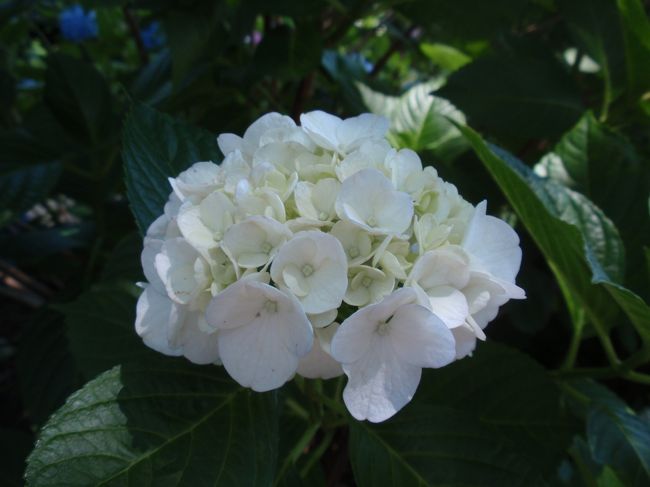 つい撮影してしまいます。