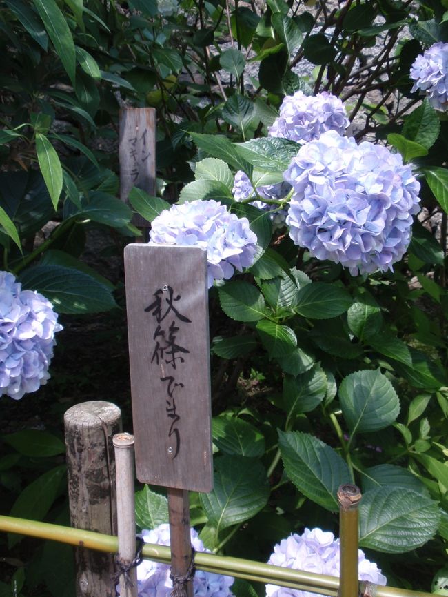 アジサイ見本園では<br />品種名が書かれているのでよくわかります。<br /><br />「秋篠でまり」…花もだけど、名前が素敵。