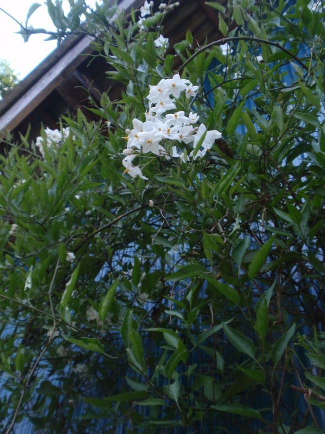 お店のドア脇にあったツル性植物。<br />「ヤマホロシ」だそうです。<br />