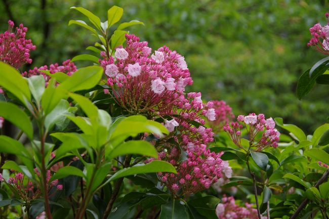 綺麗な花ですね。<br /><br />花の名前を教えて頂きましたが、忘れました(-_-;)<br />ごめんなさいねm(_ _)m