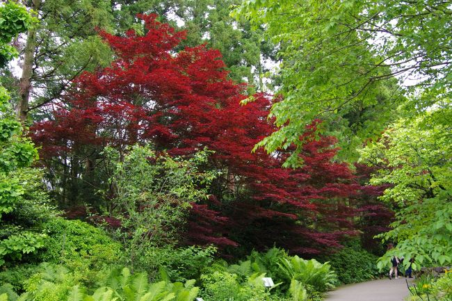 早くも紅葉が始まっていました。<br /><br />彫刻の森美術館のあるところは、標高が結構高いですからね。<br />他所よりも早く紅葉になるのも頷けます。<br />こんなに綺麗で見事な紅葉は、初めて見ましたね。