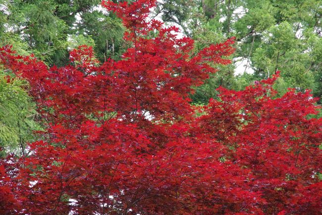 その紅葉をチョットＵＰで撮ってみました。<br />本当に鮮やかですね。<br /><br />実は、お友達が教えて下さったんですよ。<br />これは普通の紅葉ではないってことをね(^^)<br />一年中紅葉の木なんだそうです。<br />木の名前も教えて頂いたけど、恥ずかしながら忘れてしまったんですよ(-_-)<br /><br />私も「物忘れ外来」を受診してみる必要がありますね。<br />そう、手遅れにならないうちにね(^^;)<br />　　↑もう手遅れかも？？