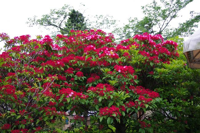 この噴水の周りには、こんなにきれいな花が咲いていました。<br />花の名前は忘れました(=_=)