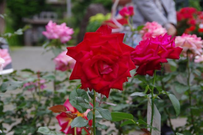 ローズガーデンもありました。<br /><br />私の大好きな情熱的な深紅のバラです。<br />私の人生は、このバラのような情熱に燃えることはなかったですね〜(=_=)<br />それどころか、カミさんの尻に敷かれて青くなっておるのであります(T_T)