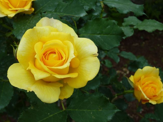 黄色のバラも綺麗でした。