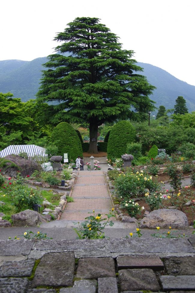 ローズガーデン越しに見たヒマラヤ杉です。<br />なんか、「別れの一本杉」を思い出してしまいました。<br /><br />↓は春日八郎さんの「別れの一本杉」です。<br />http://www.youtube.com/watch?v=ZjicppBAaIM&amp;feature=related