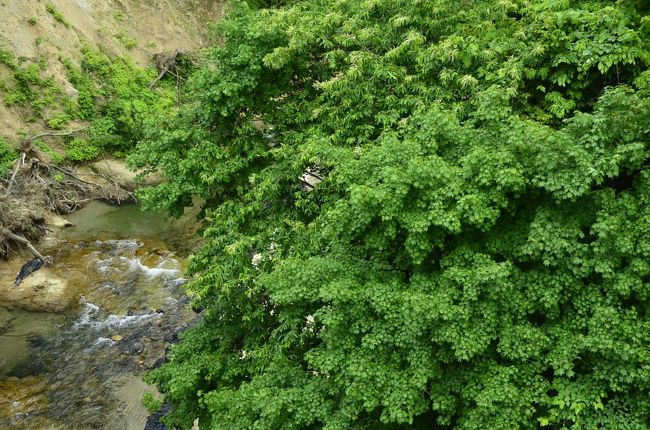 深緑色のモミジもとても美しいですね