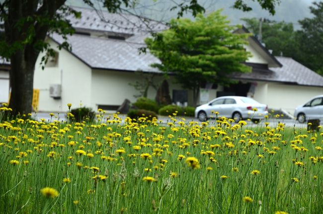 日本こけし館までやって来ました<br />園内では一面美しい黄色の風景が和ませてくれます
