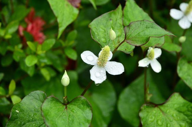 ここにもきれいなお花が