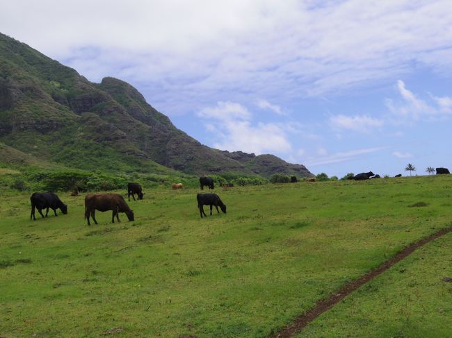 今回はバギーと映画ツアーを選択