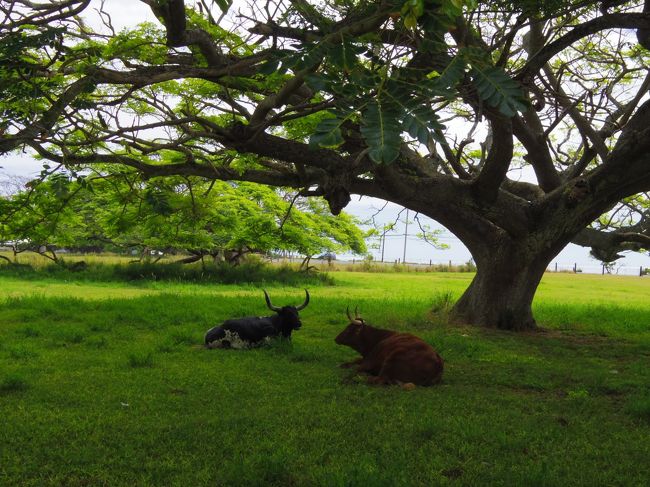 牛がいっぱい放牧されてました