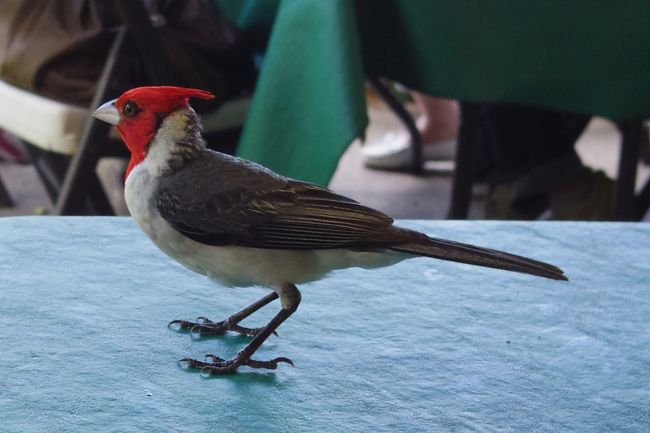 お昼ごはんを食べたいたら<br /><br />綺麗な鳥が遊びに来てくれました