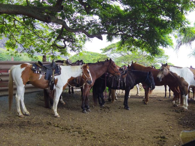 時間があったので<br /><br />放牧されてる馬と戯れました
