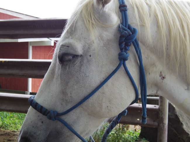 馬の目って本当に優しい