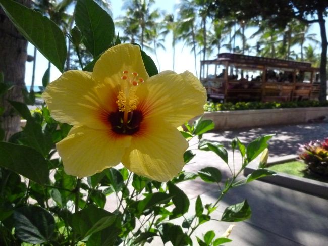 ワイキキに戻ってきてからは<br /><br />ワイキキ周辺をお買い物<br /><br />6月ってSALEシーズンだって初めて知った！！<br /><br />