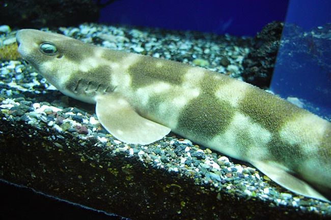 ミナミコアリクイのコが目当て～サンシャイン水族館編～。