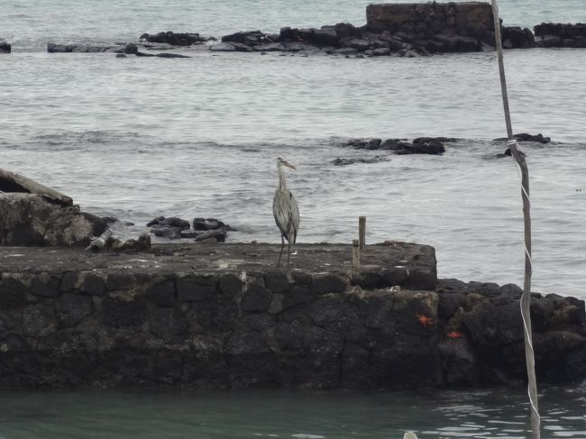 鳥も多く見かけました。<br />