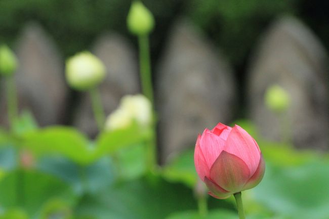 7：00　喜光寺（きこうじ）<br /><br />7月の土日は7：00〜16：30（通常9：00から） <br />大人/500円<br />駐車場　無料<br /><br />※三脚は使用禁止です。