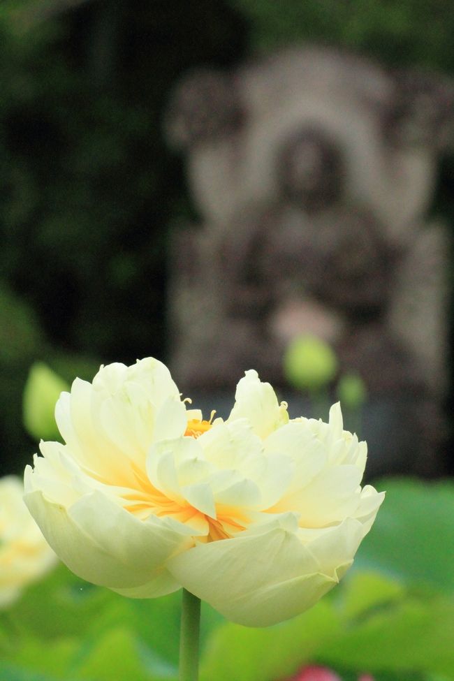 本堂の向って左手には見頃を向えた蓮が200鉢ほど。