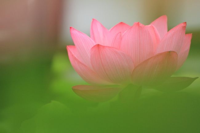 開門前から待っている方も数名。