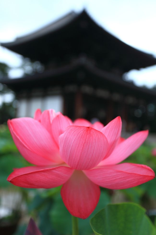 本堂<br /><br />行基菩薩が東大寺大仏殿を建立する際、先に建立した喜光寺の本堂を参考にしたと言われ、「試みの大仏殿」と呼ばれています。<br />