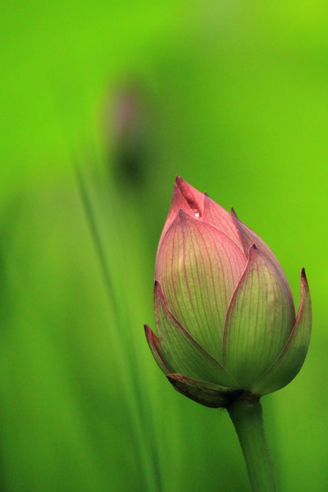 池の蓮はまだ蕾が少し。<br />見頃は今月半ば以降だと思います。