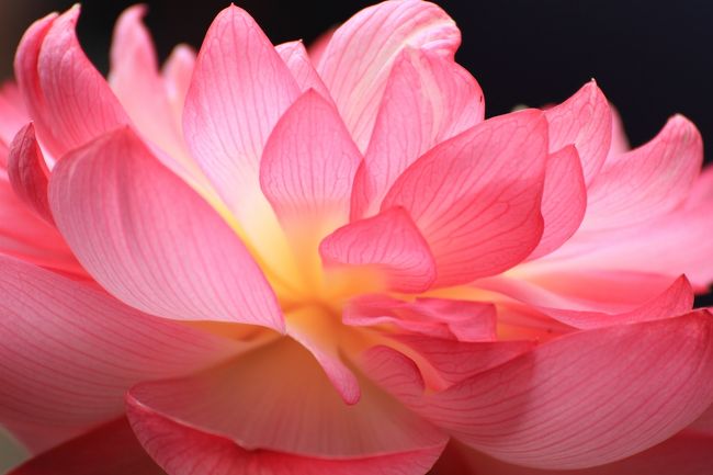 本坊前庭では、唐招提寺蓮や曙蓮が見られます。