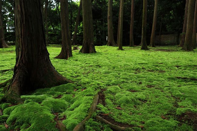 鑑真大和上の御廟手前にはビロードの様な見事な苔も。