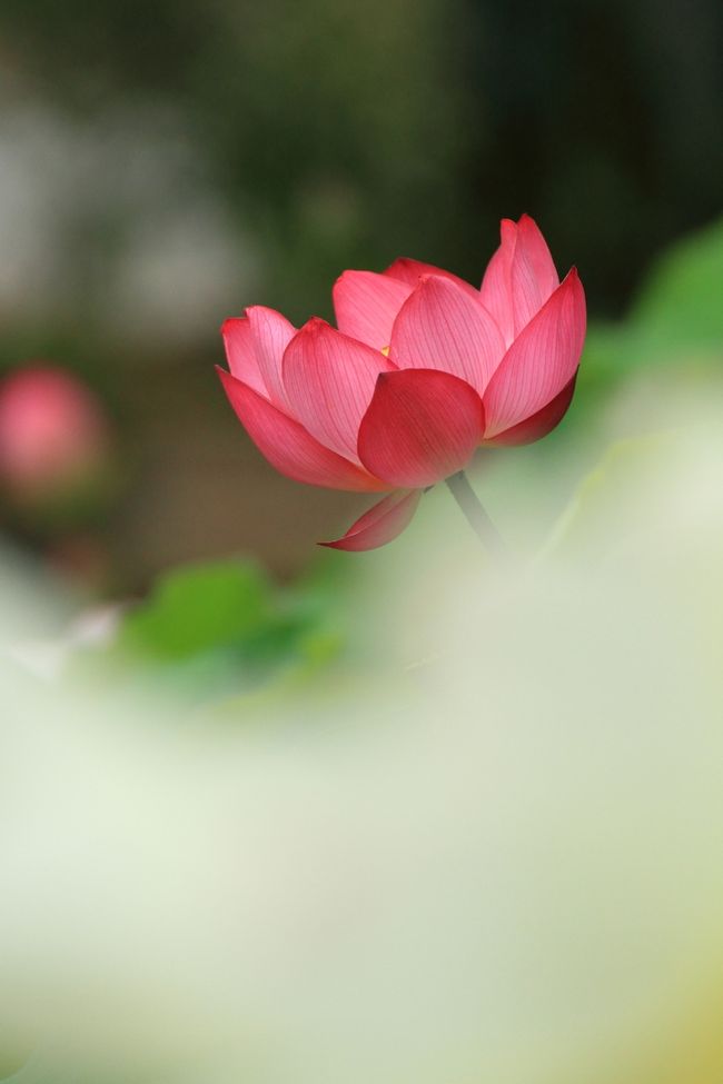 広い境内の所々に蓮鉢があります。