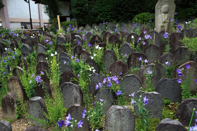 今日は桔梗を見に来ました。