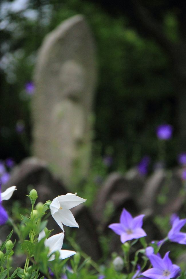 6月の台風や先日の暴風雨で倒れていないか心配でしたが、添木をされとても大切に育てられていました。